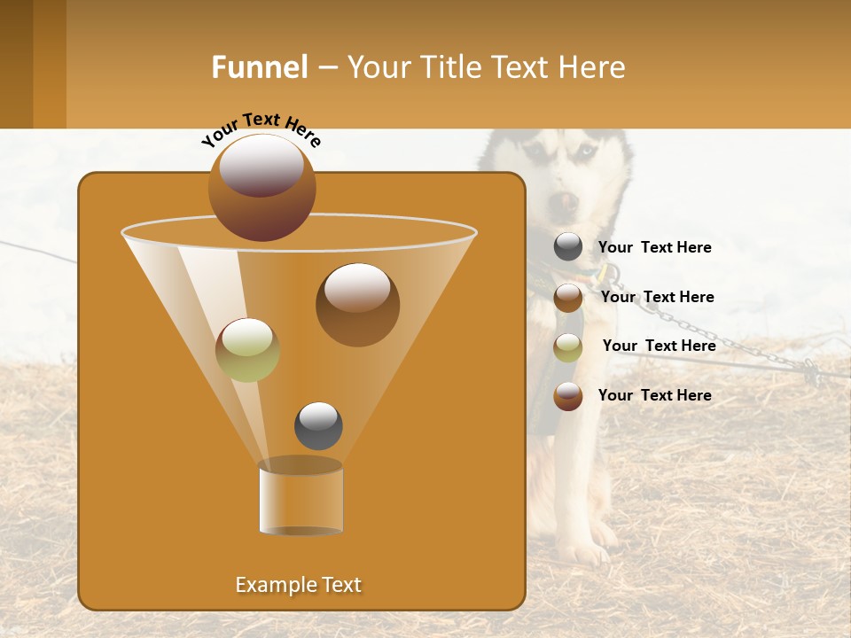 A Husky Dog Is Tied To A Chain PowerPoint Template