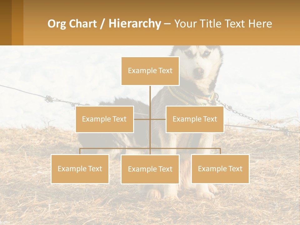 A Husky Dog Is Tied To A Chain PowerPoint Template