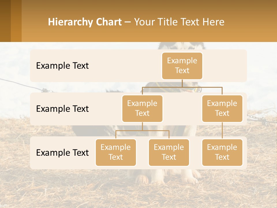 A Husky Dog Is Tied To A Chain PowerPoint Template