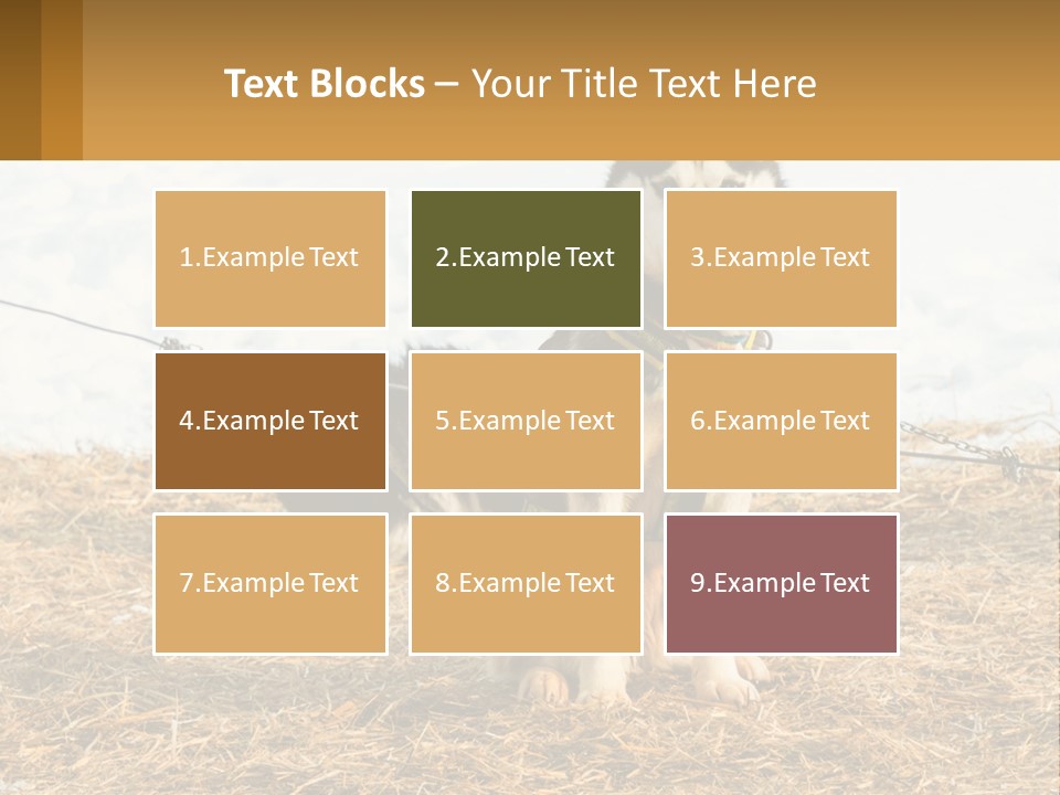 A Husky Dog Is Tied To A Chain PowerPoint Template