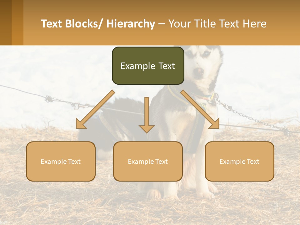 A Husky Dog Is Tied To A Chain PowerPoint Template