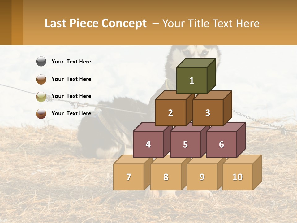 A Husky Dog Is Tied To A Chain PowerPoint Template