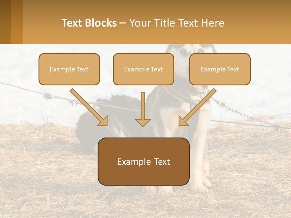 A Husky Dog Is Tied To A Chain PowerPoint Template