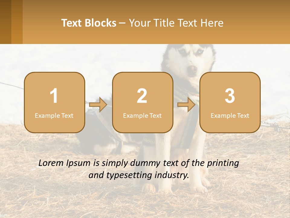 A Husky Dog Is Tied To A Chain PowerPoint Template