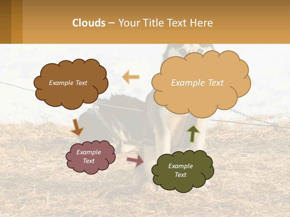 A Husky Dog Is Tied To A Chain PowerPoint Template