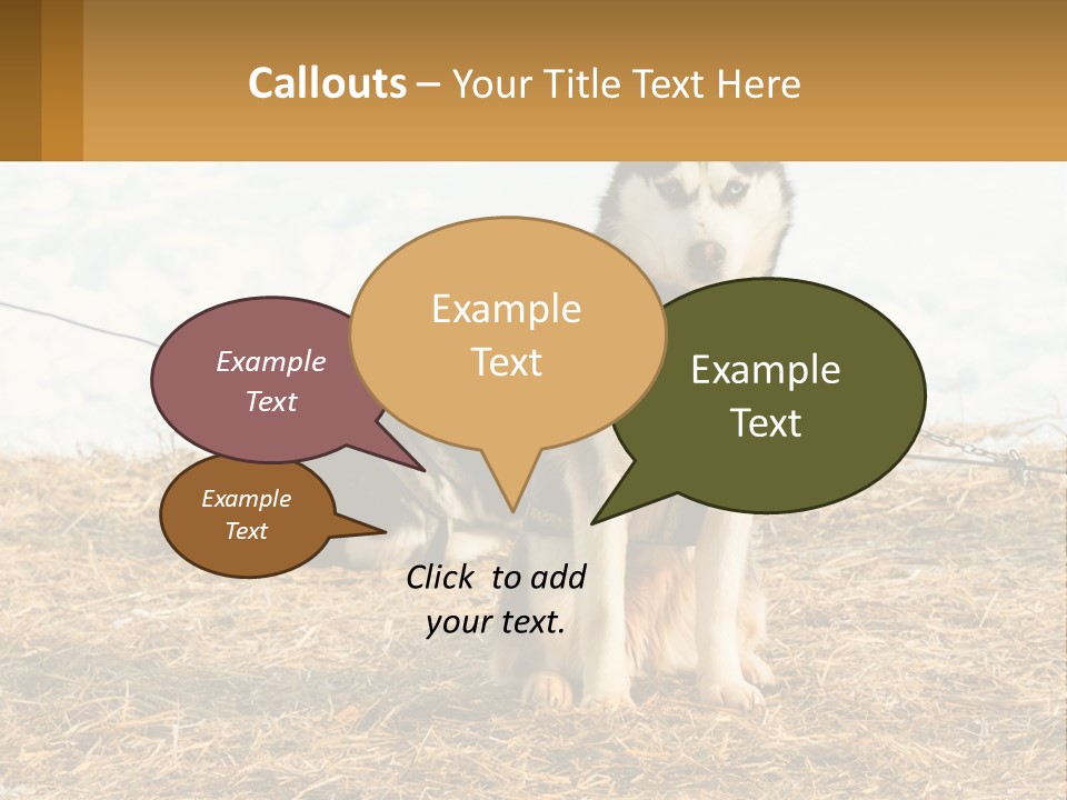 A Husky Dog Is Tied To A Chain PowerPoint Template