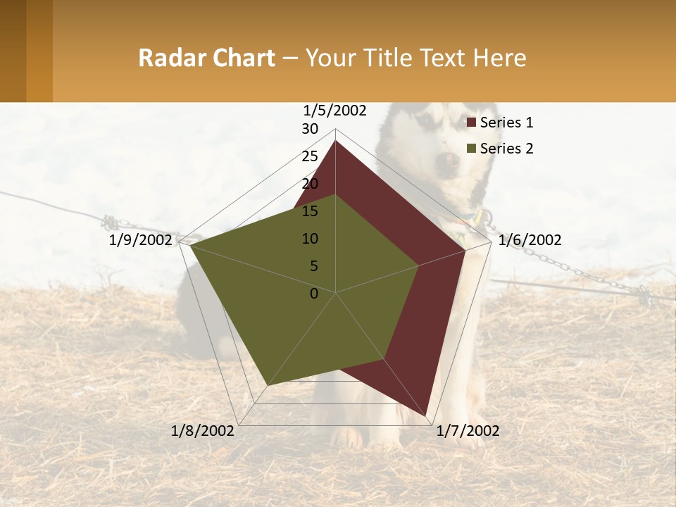 A Husky Dog Is Tied To A Chain PowerPoint Template