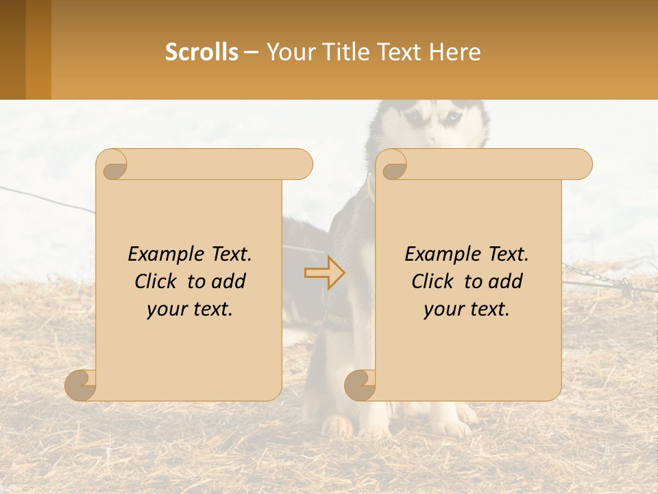 A Husky Dog Is Tied To A Chain PowerPoint Template