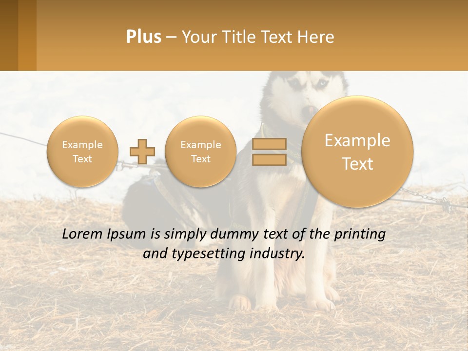 A Husky Dog Is Tied To A Chain PowerPoint Template