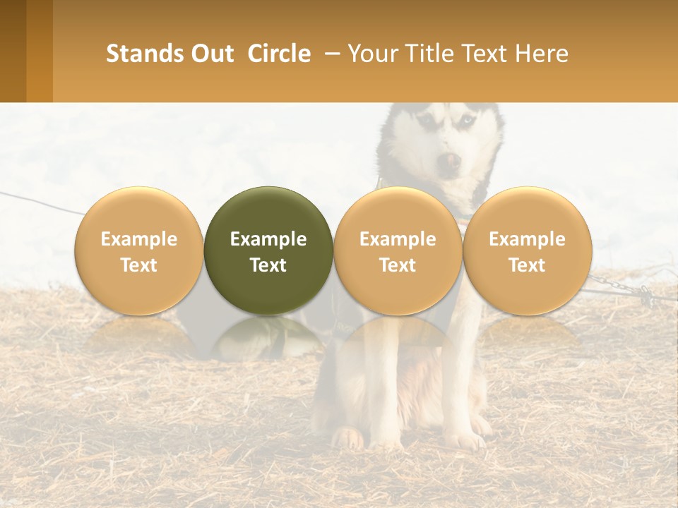 A Husky Dog Is Tied To A Chain PowerPoint Template