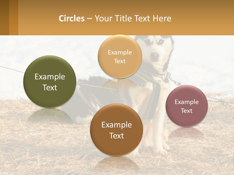 A Husky Dog Is Tied To A Chain PowerPoint Template