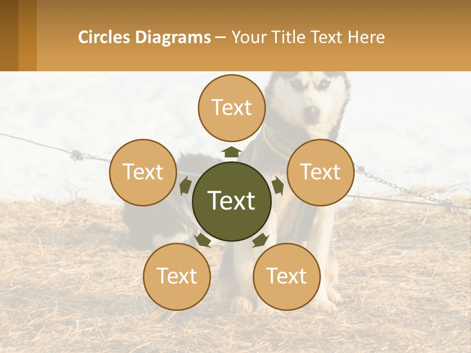 A Husky Dog Is Tied To A Chain PowerPoint Template