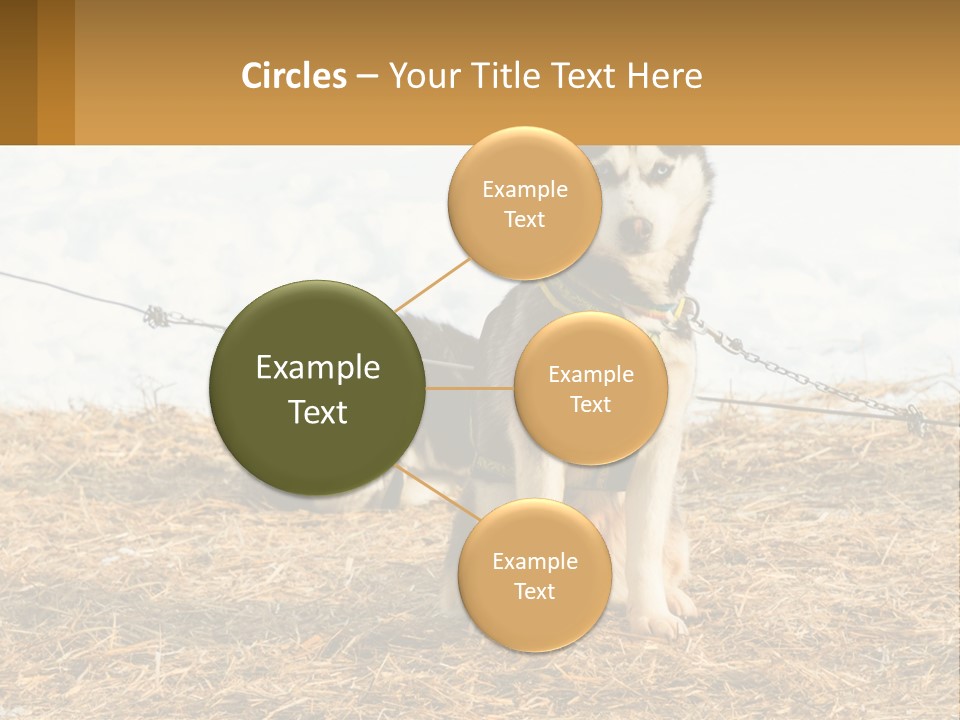 A Husky Dog Is Tied To A Chain PowerPoint Template