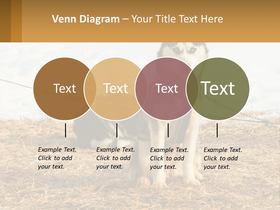 A Husky Dog Is Tied To A Chain PowerPoint Template