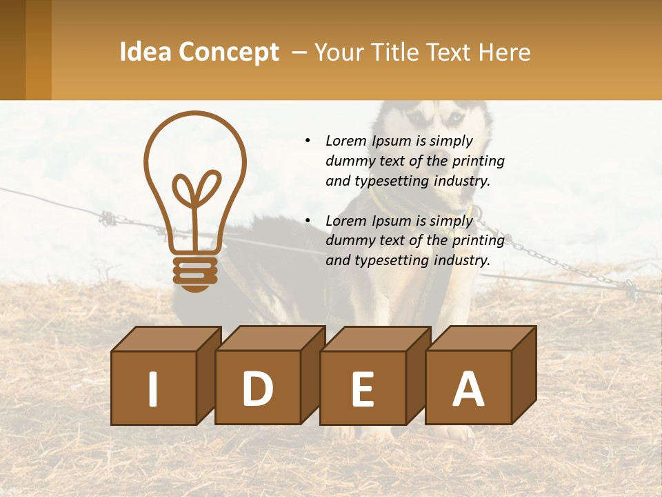 A Husky Dog Is Tied To A Chain PowerPoint Template