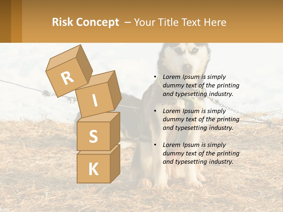 A Husky Dog Is Tied To A Chain PowerPoint Template
