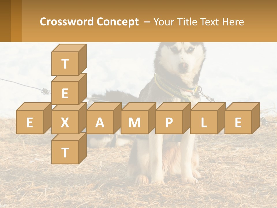 A Husky Dog Is Tied To A Chain PowerPoint Template