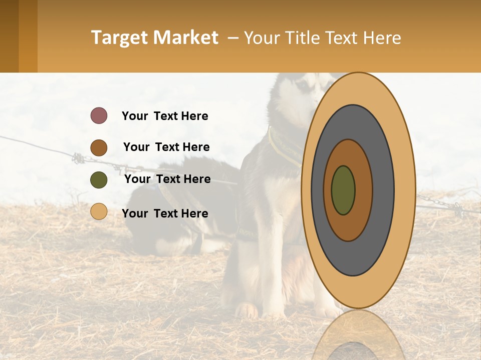 A Husky Dog Is Tied To A Chain PowerPoint Template