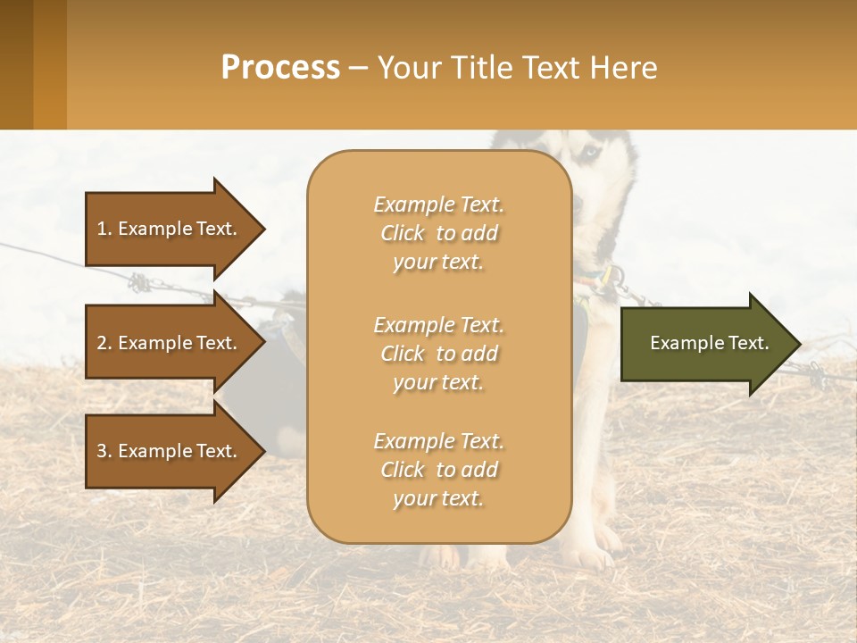 A Husky Dog Is Tied To A Chain PowerPoint Template