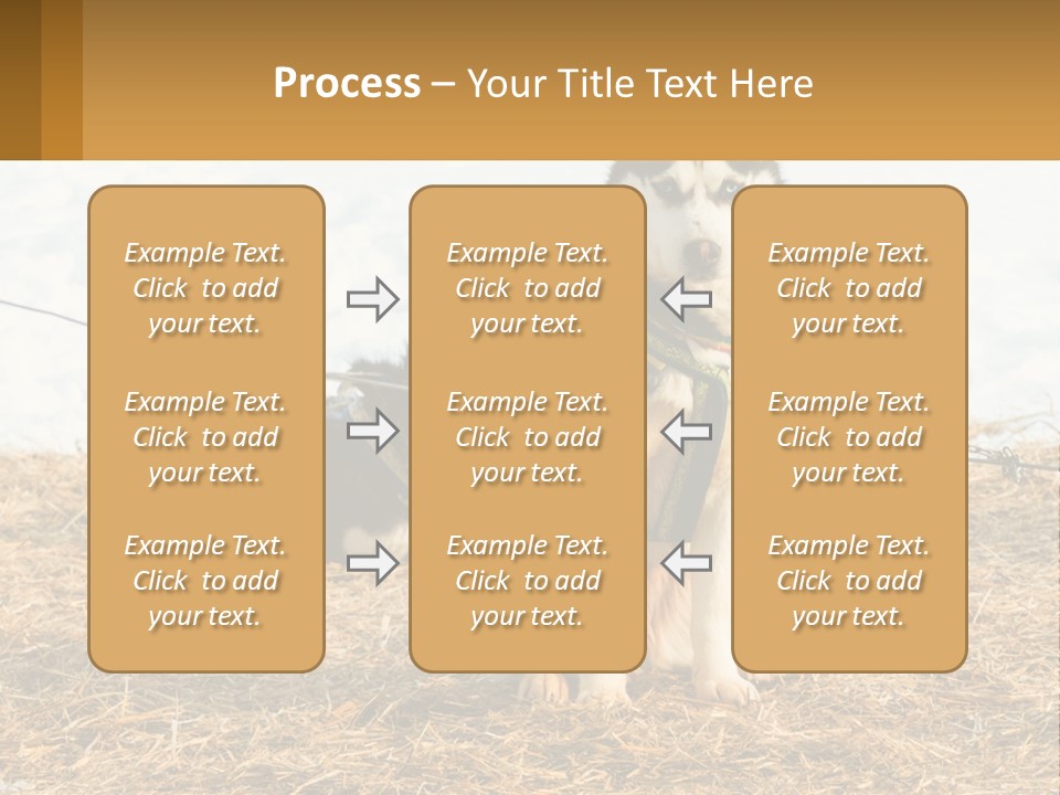 A Husky Dog Is Tied To A Chain PowerPoint Template
