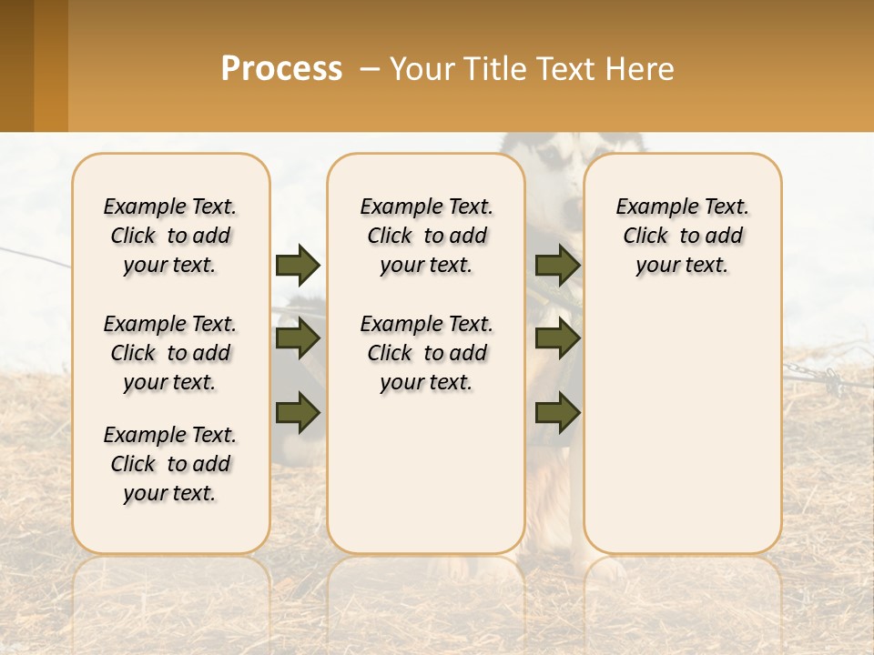 A Husky Dog Is Tied To A Chain PowerPoint Template