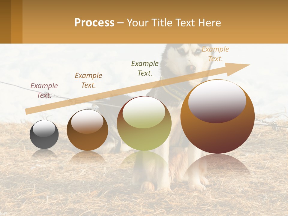 A Husky Dog Is Tied To A Chain PowerPoint Template