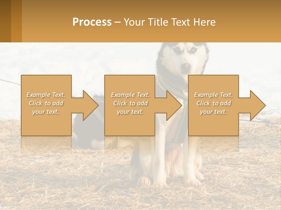 A Husky Dog Is Tied To A Chain PowerPoint Template