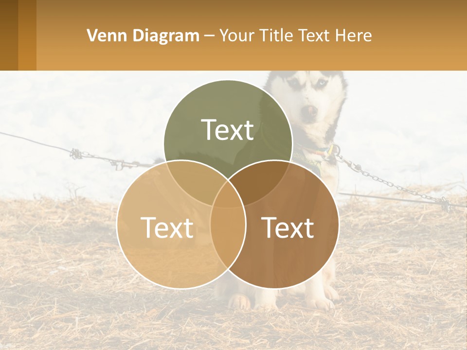 A Husky Dog Is Tied To A Chain PowerPoint Template