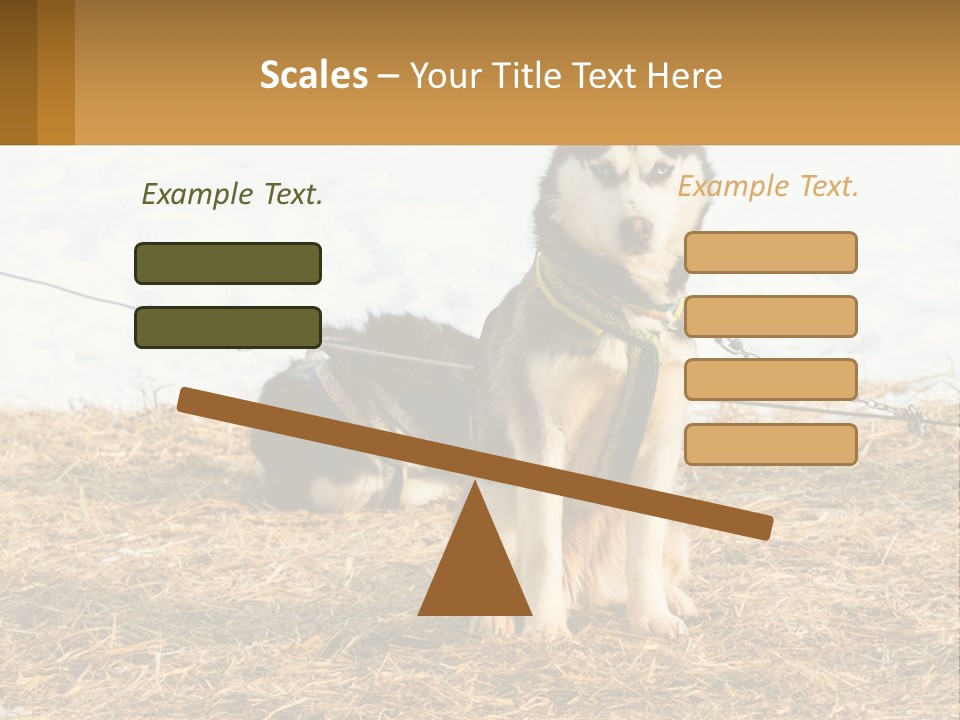A Husky Dog Is Tied To A Chain PowerPoint Template