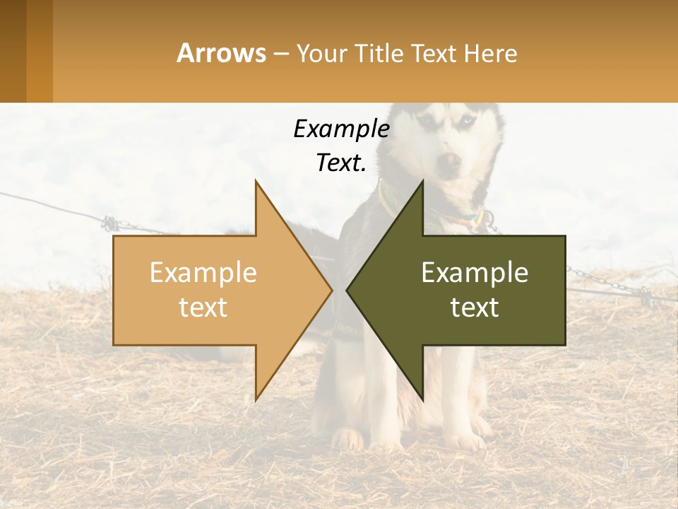 A Husky Dog Is Tied To A Chain PowerPoint Template