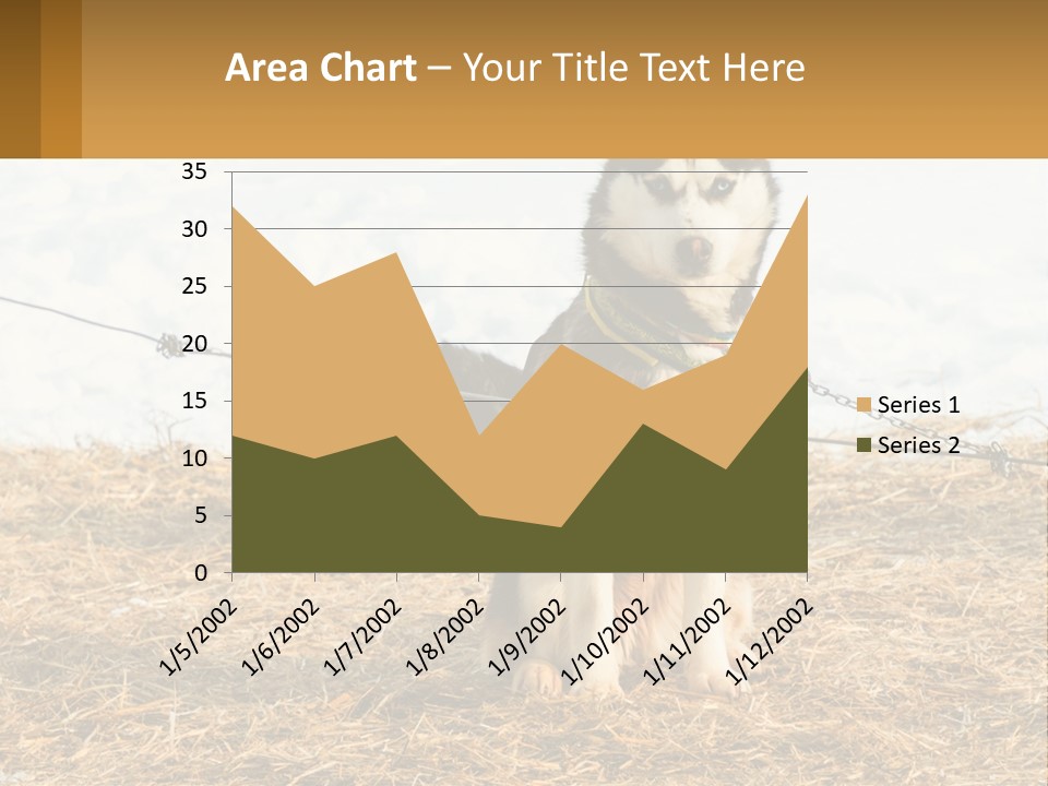 A Husky Dog Is Tied To A Chain PowerPoint Template