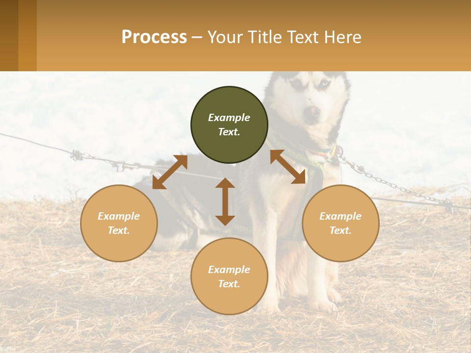 A Husky Dog Is Tied To A Chain PowerPoint Template