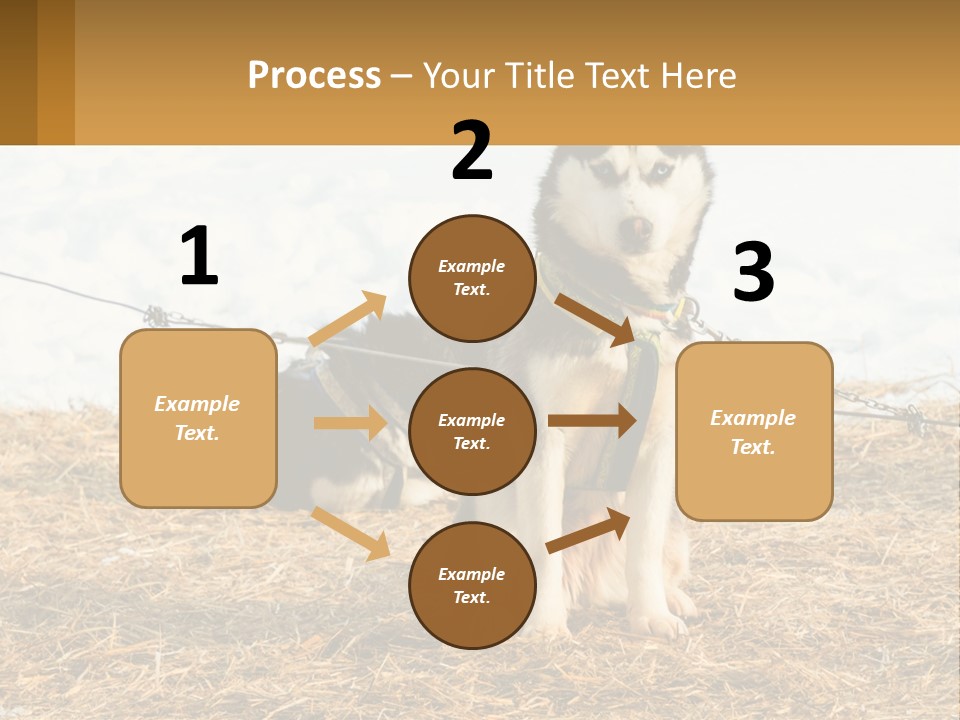 A Husky Dog Is Tied To A Chain PowerPoint Template