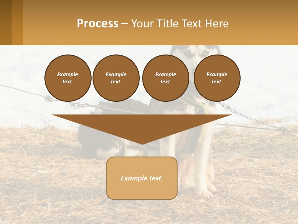 A Husky Dog Is Tied To A Chain PowerPoint Template