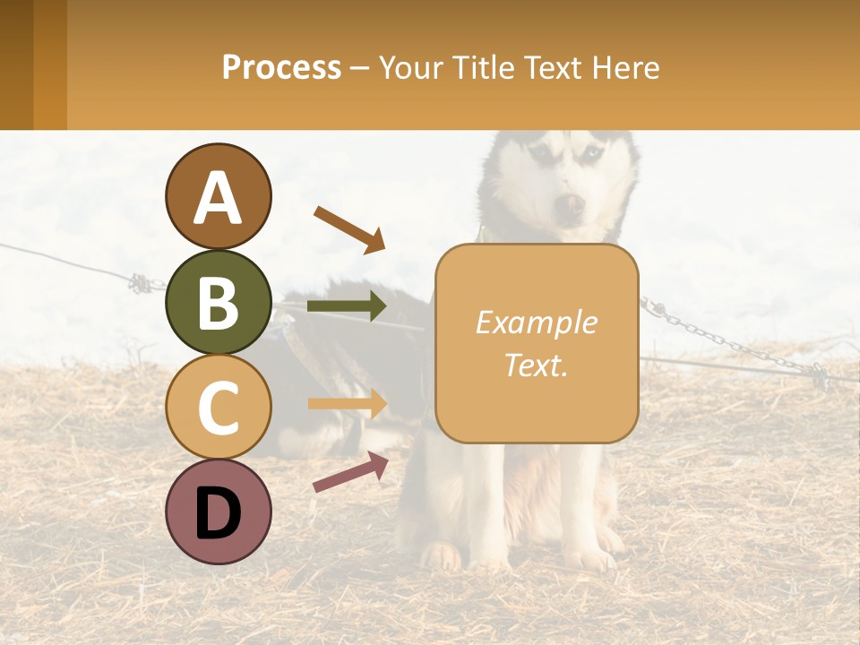 A Husky Dog Is Tied To A Chain PowerPoint Template