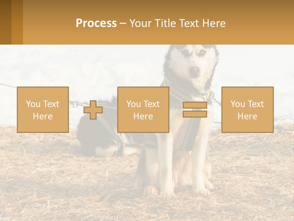 A Husky Dog Is Tied To A Chain PowerPoint Template