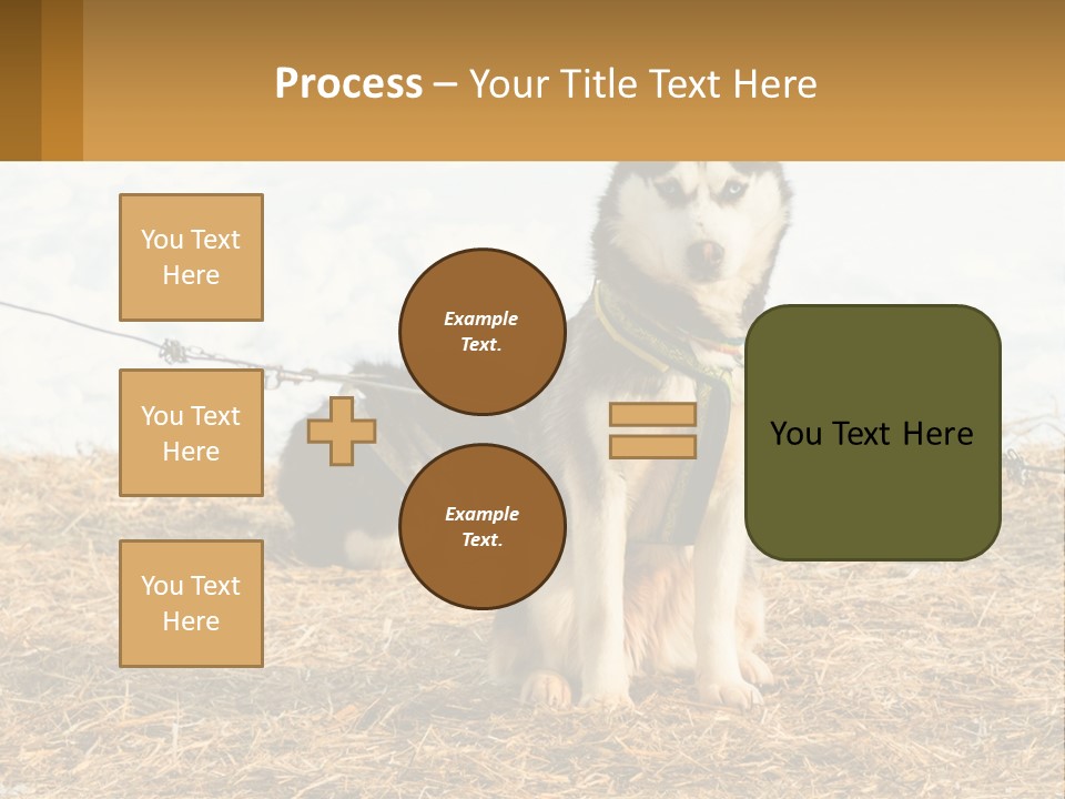 A Husky Dog Is Tied To A Chain PowerPoint Template