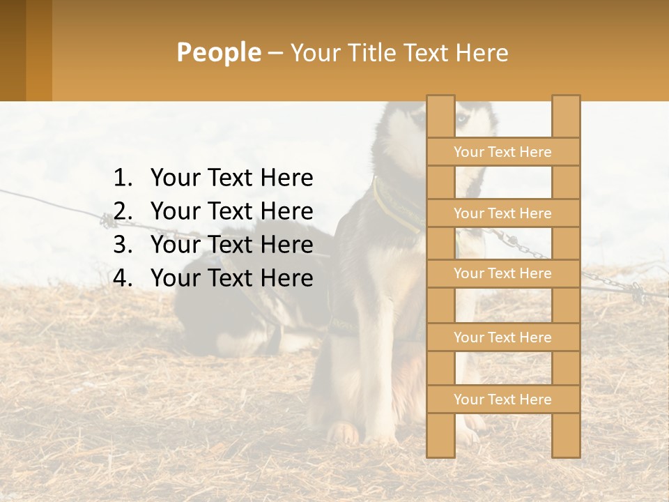 A Husky Dog Is Tied To A Chain PowerPoint Template