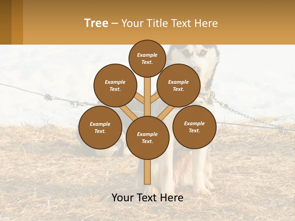 A Husky Dog Is Tied To A Chain PowerPoint Template