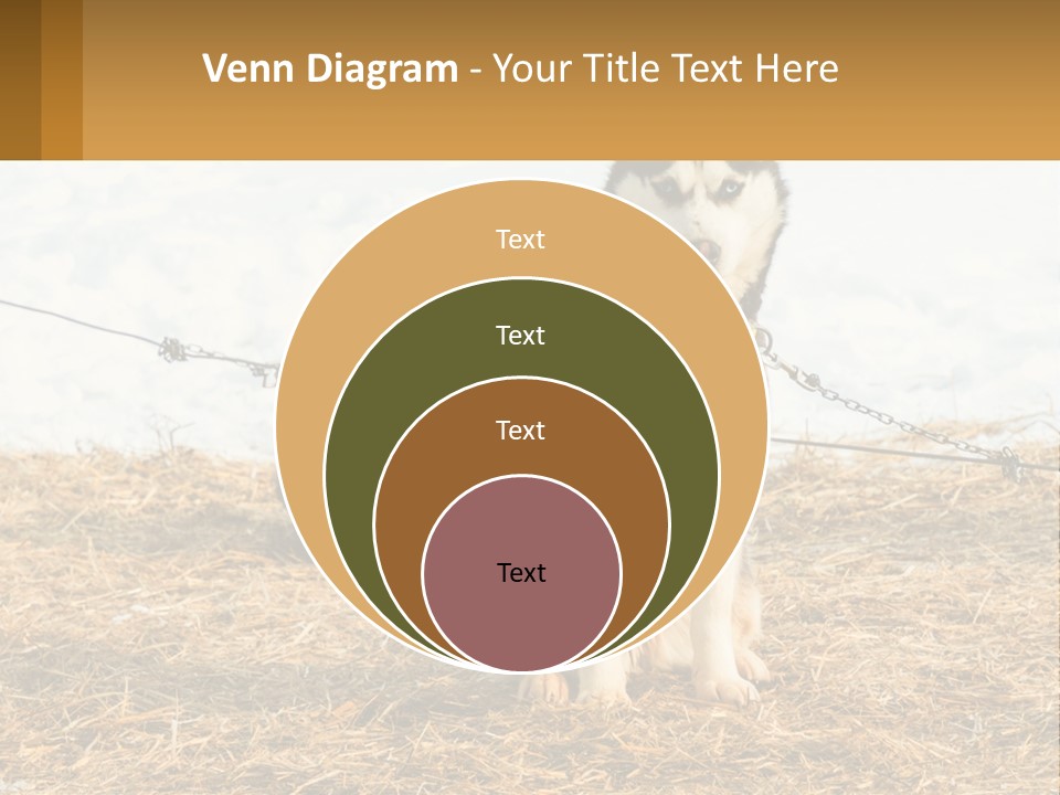 A Husky Dog Is Tied To A Chain PowerPoint Template