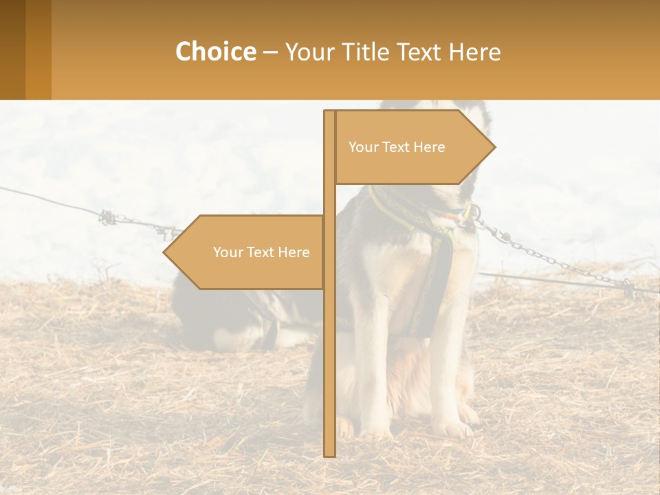 A Husky Dog Is Tied To A Chain PowerPoint Template