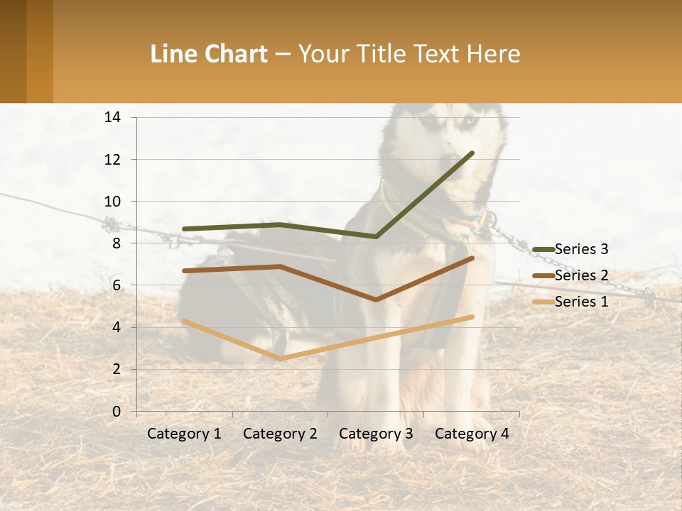 A Husky Dog Is Tied To A Chain PowerPoint Template