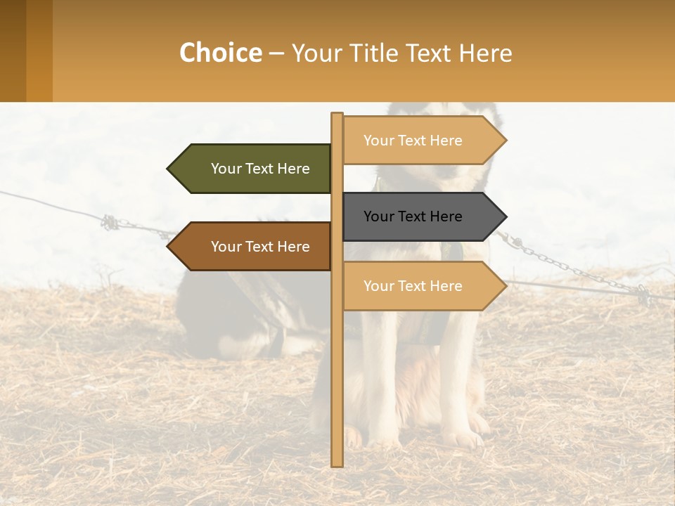 A Husky Dog Is Tied To A Chain PowerPoint Template