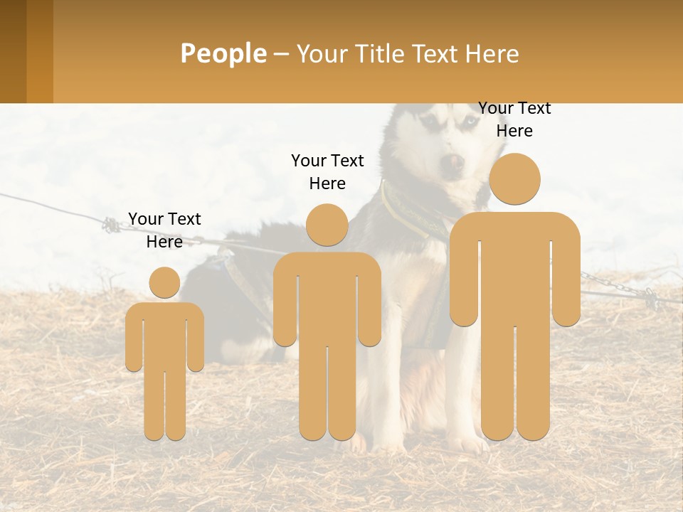 A Husky Dog Is Tied To A Chain PowerPoint Template