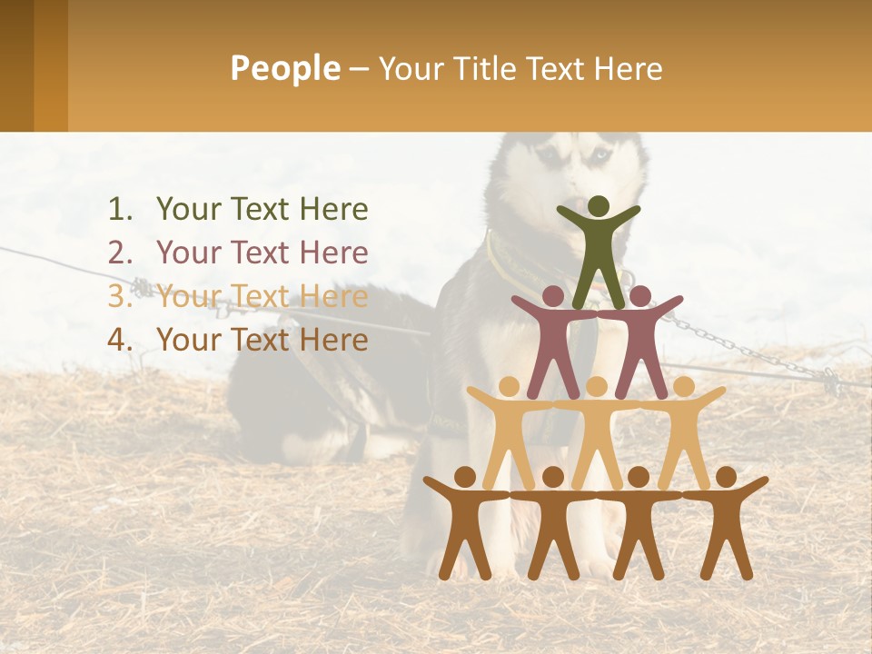 A Husky Dog Is Tied To A Chain PowerPoint Template