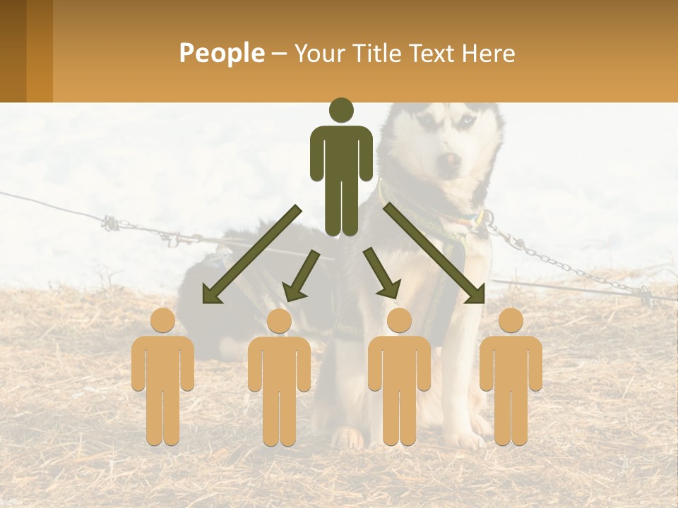 A Husky Dog Is Tied To A Chain PowerPoint Template