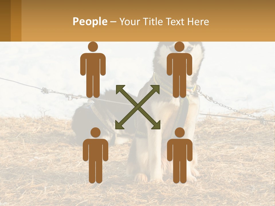 A Husky Dog Is Tied To A Chain PowerPoint Template