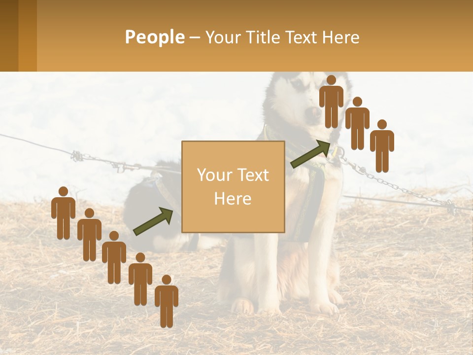 A Husky Dog Is Tied To A Chain PowerPoint Template