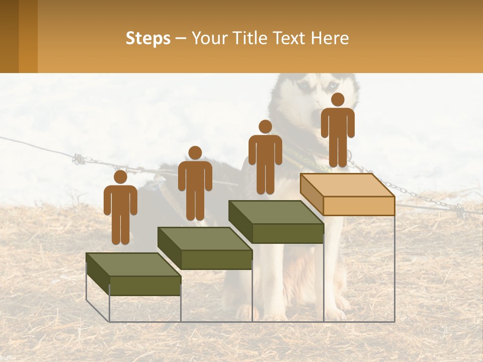 A Husky Dog Is Tied To A Chain PowerPoint Template
