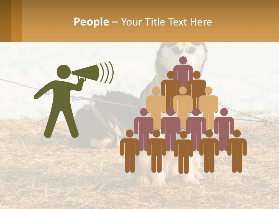 A Husky Dog Is Tied To A Chain PowerPoint Template